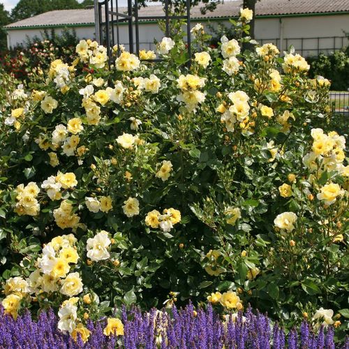 Galben pal - Trandafir copac cu trunchi înalt - cu flori în buchet - coroană tufiș